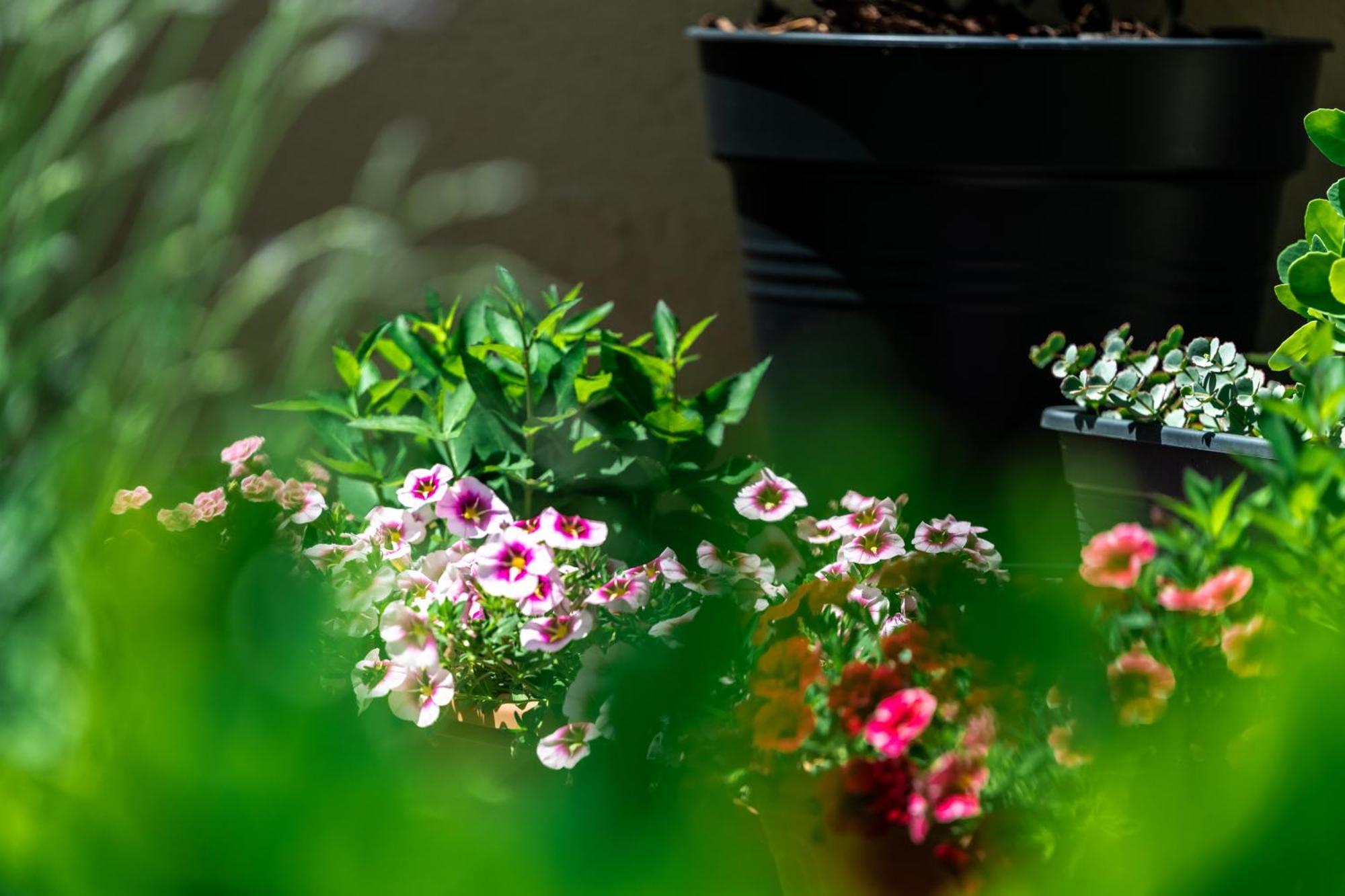 Flower Apartment Heviz Exterior foto