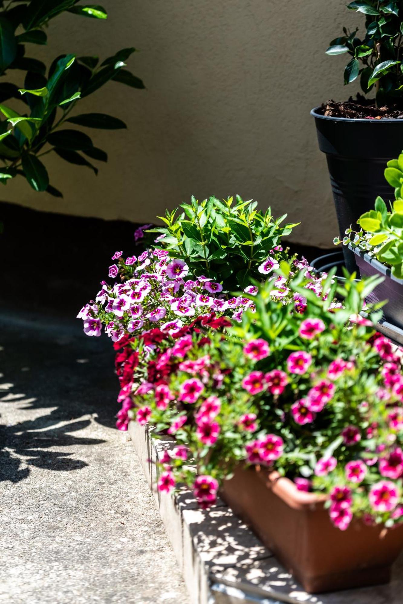 Flower Apartment Heviz Exterior foto